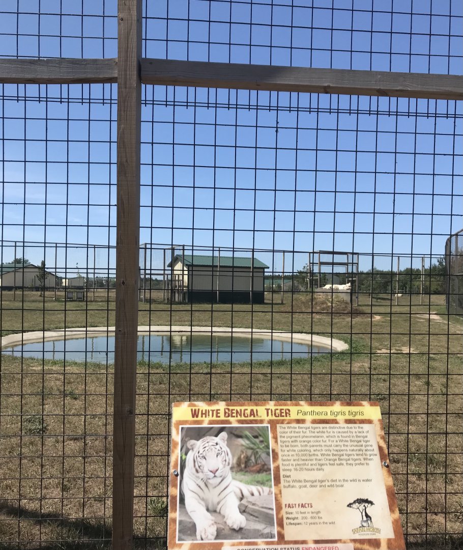 Asia- generic “white” tiger