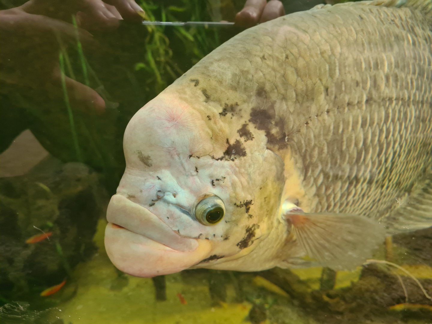 Asia - Giant gourami in Taman Indah