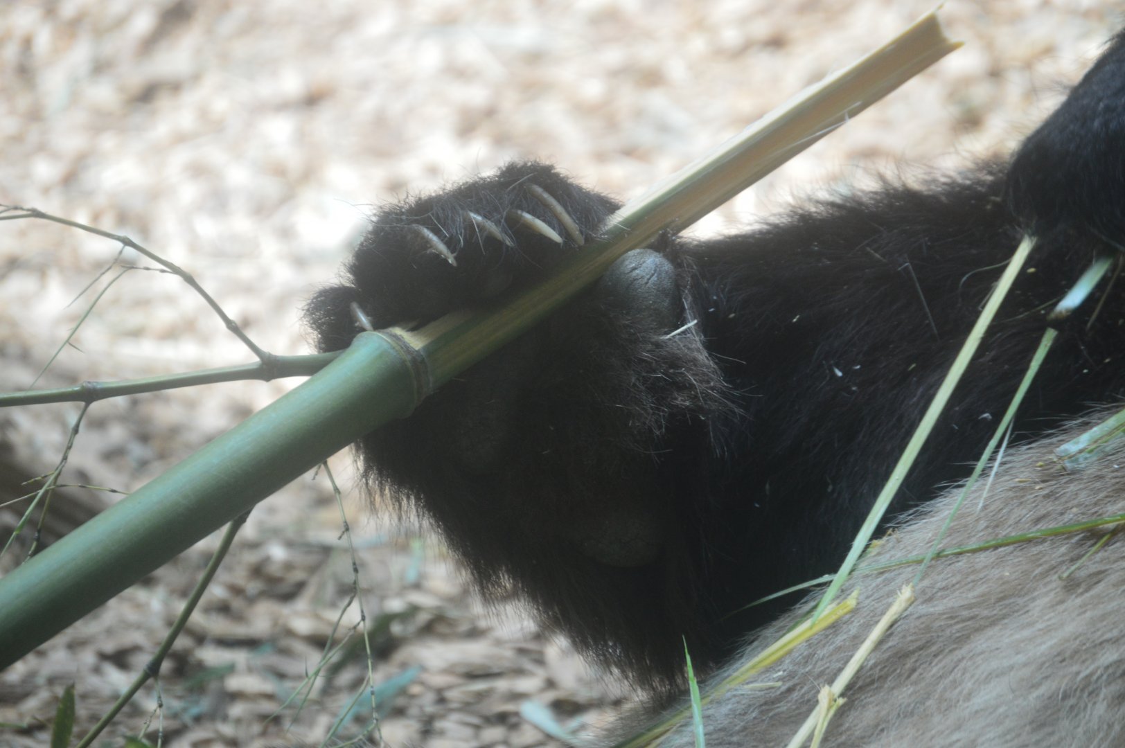 Asia - Giant Panda Habitat - Closeup of Yang Yang's Paw
