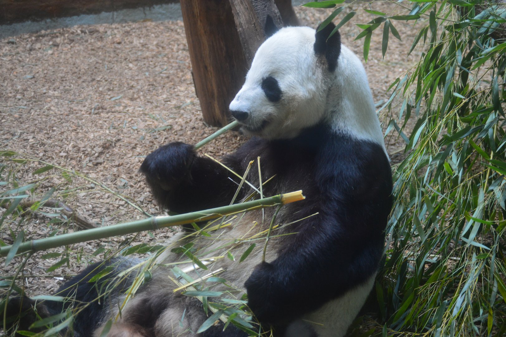 Asia - Giant Panda Habitat - Yang Yang