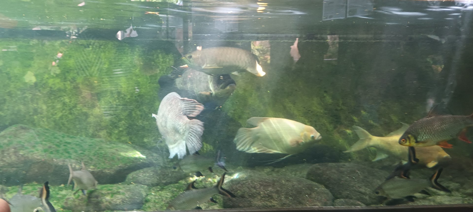 Asia Giants of Rivers and Lakes Tank
