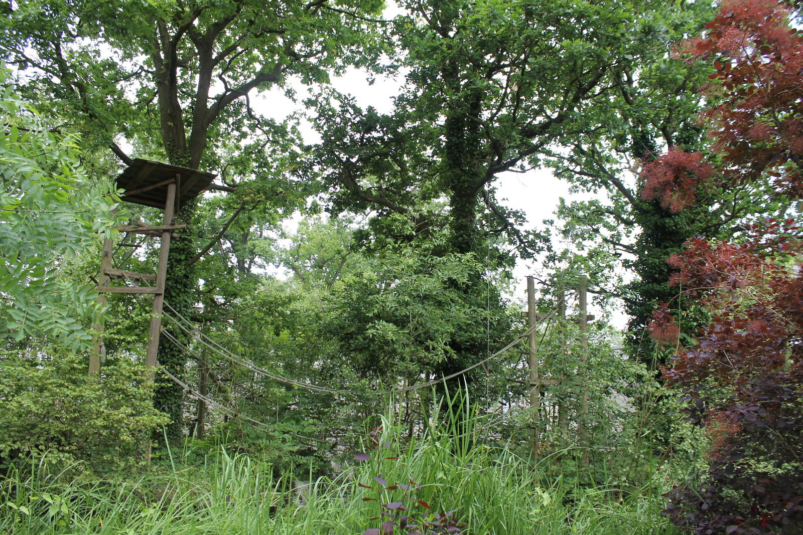 Asia - Gibbon island