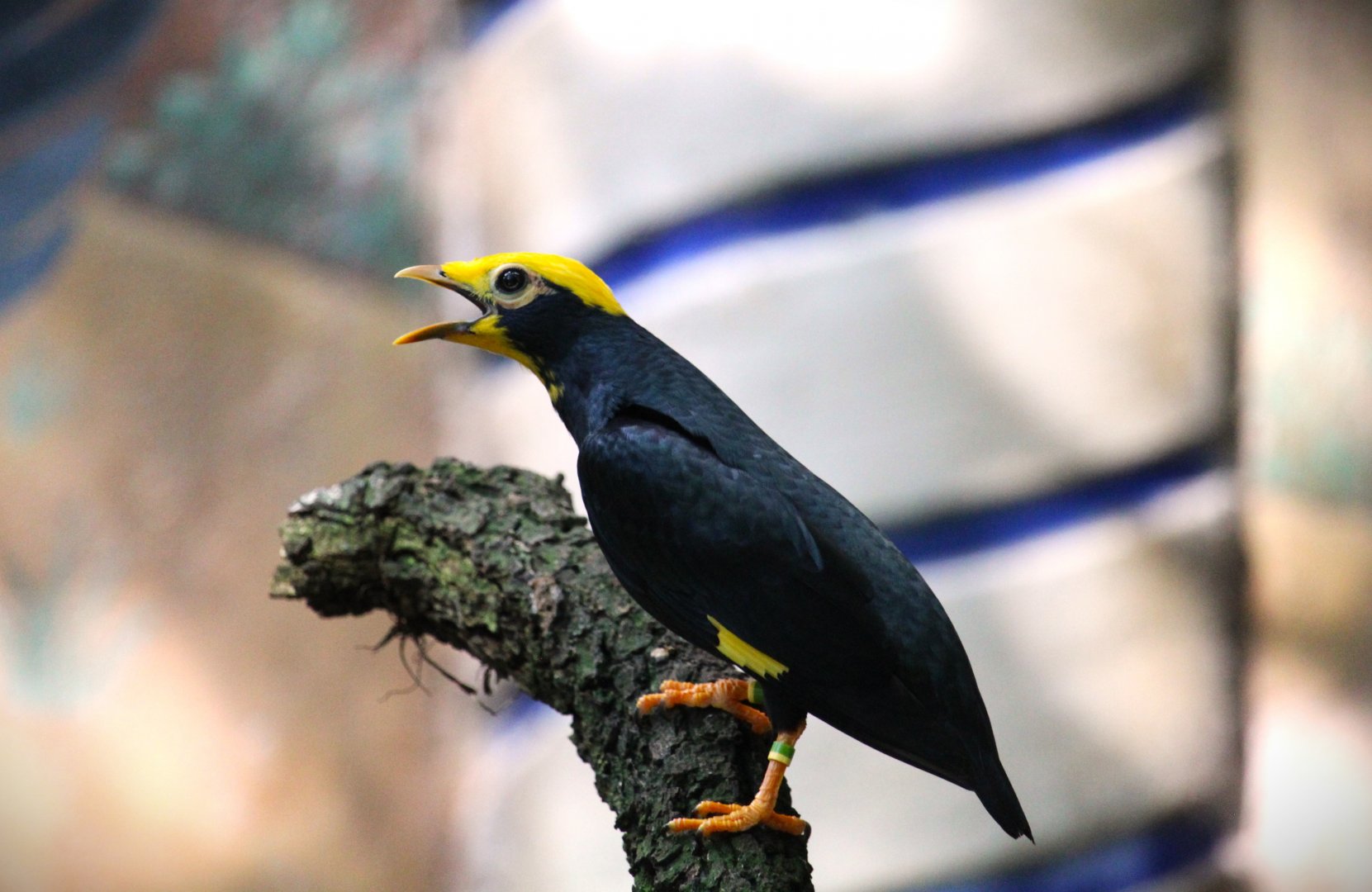 Asia - Golden-crested Myna