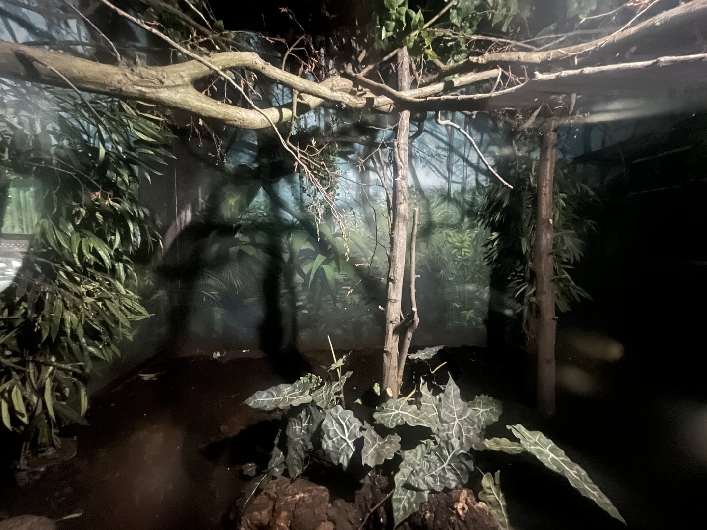 Asia- Gray slender loris enclosure 13.7.23