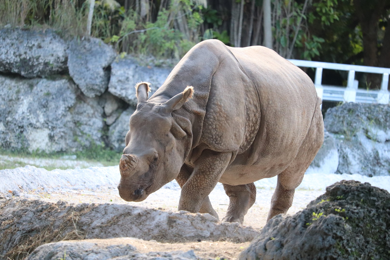Asia - Greater One-Horned Rhino