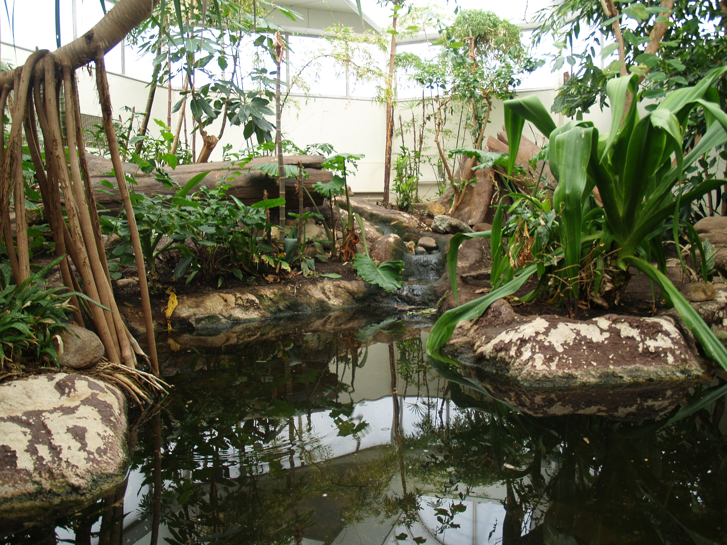 Asia House - Asian water monitor exhibit, 2008-03-01