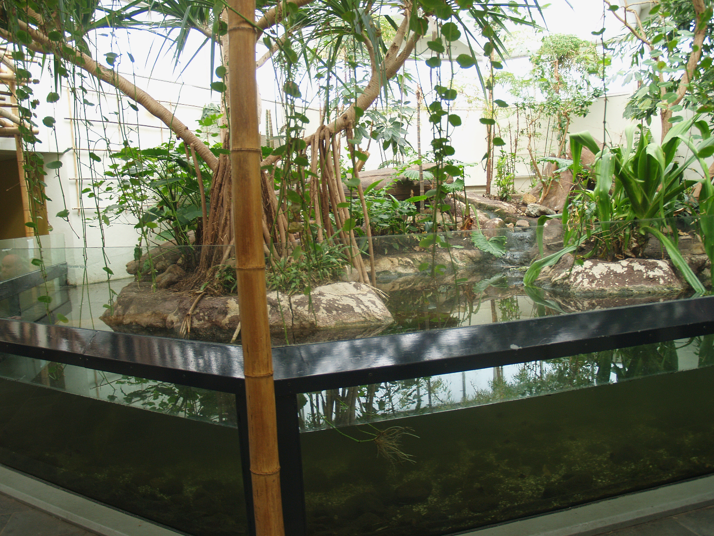 Asia House - Asian water monitor exhibit, 2008-03-01
