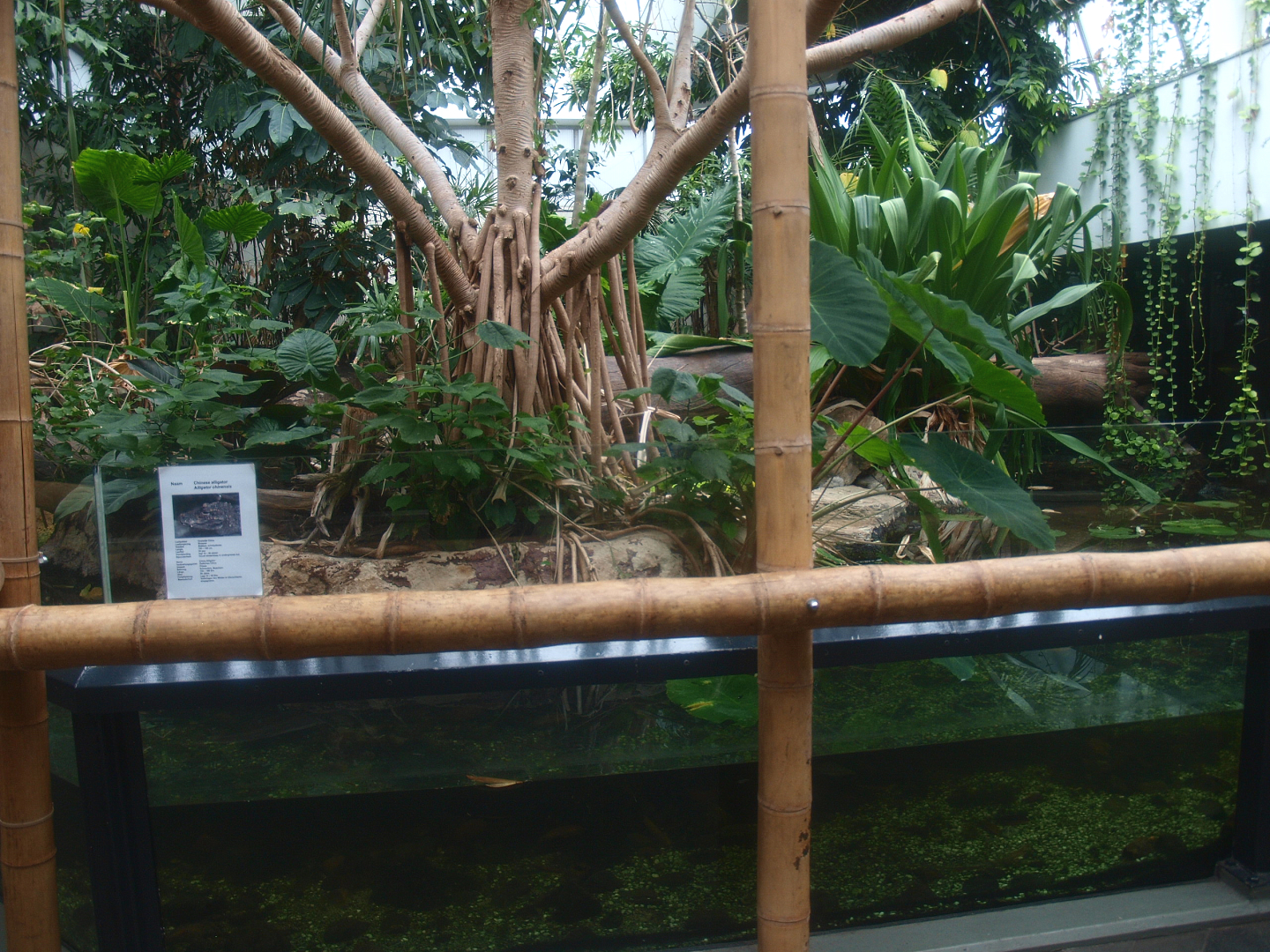 Asia House - Chinese alligator exhibit (Former Asian water monitor exhibit), 2015-07-19