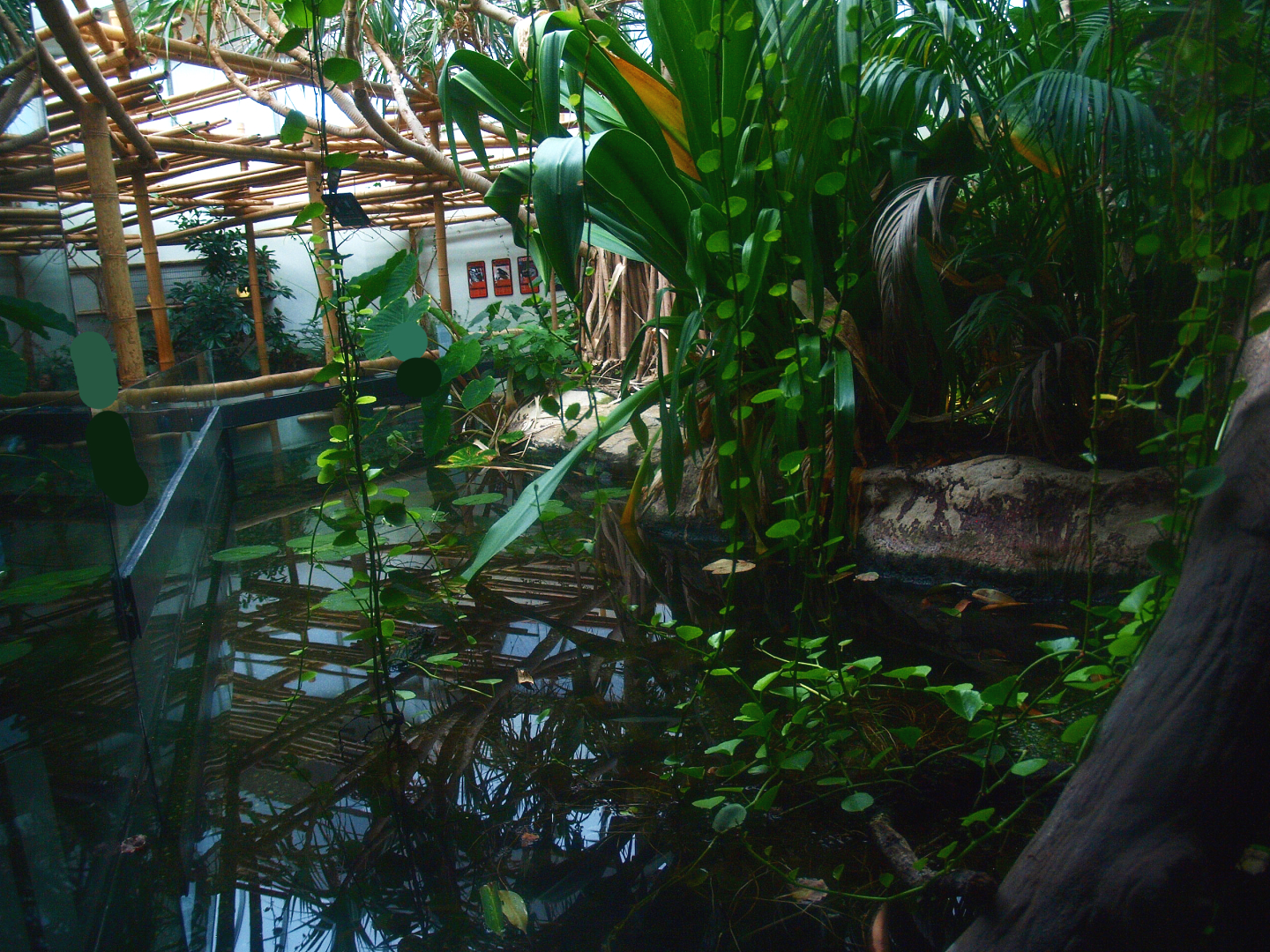 Asia House - Chinese alligator exhibit (Former Asian water monitor exhibit), 2015-07-19