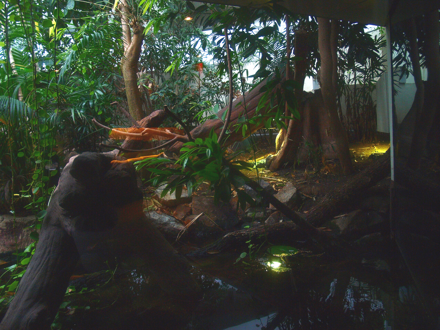 Asia House - Chinese alligator exhibit (Former Asian water monitor exhibit), 2015-07-19