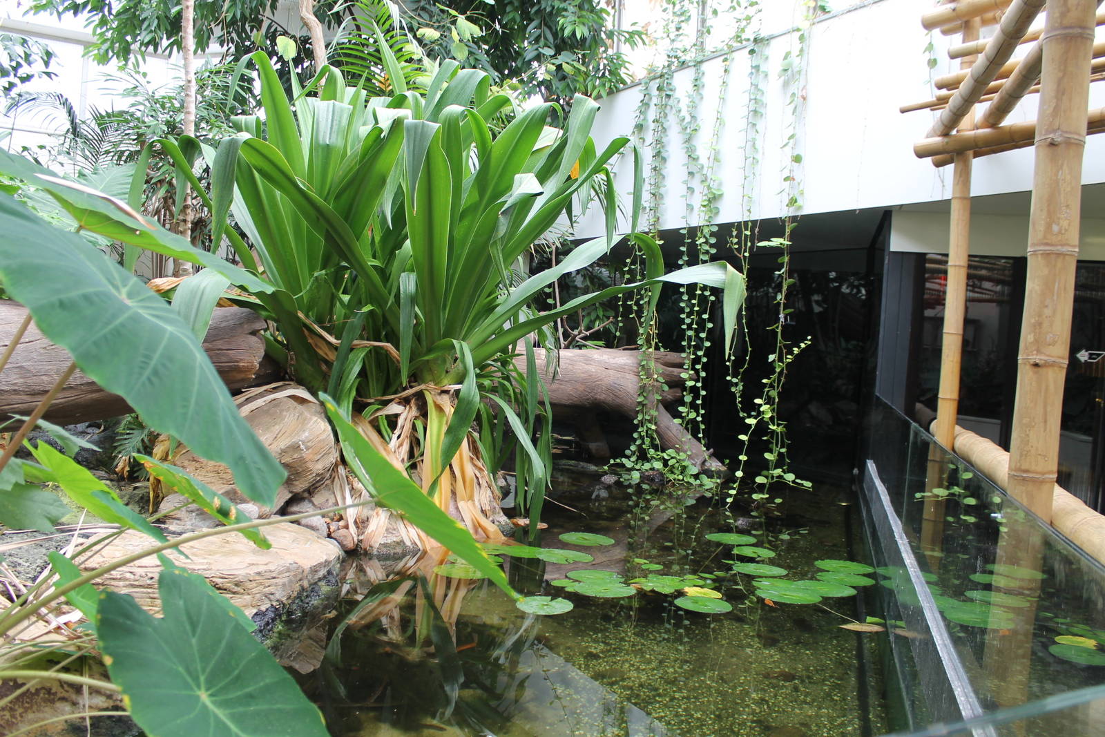 Asia House - Chinese alligator exhibit