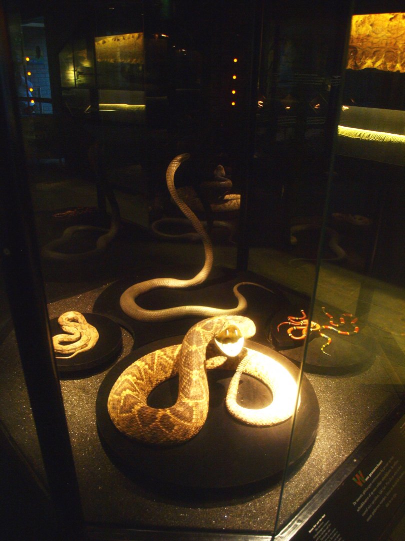 Asia House - Interpretive display with snake specimens, 2015-07-19
