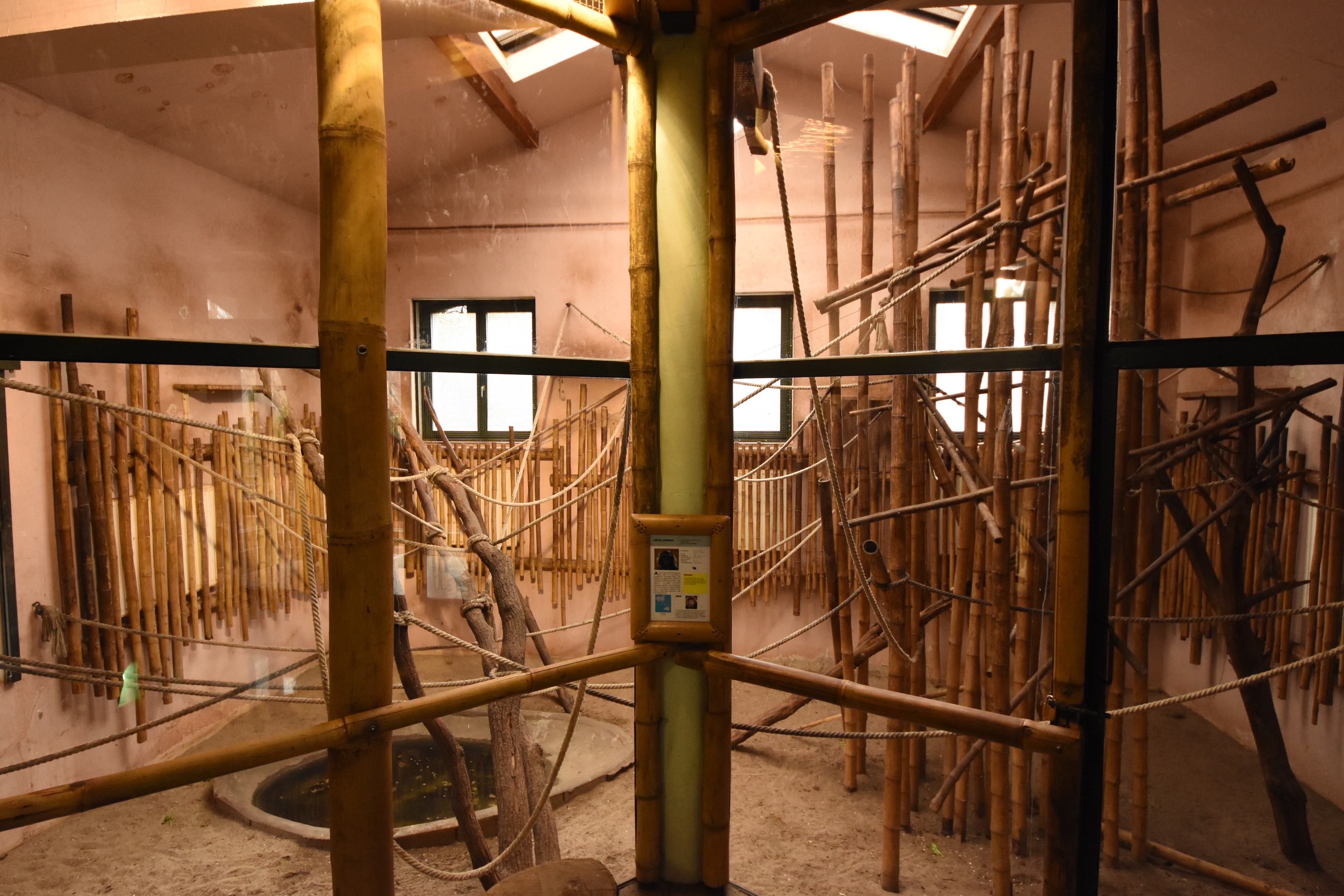 Asia house - Javan langur