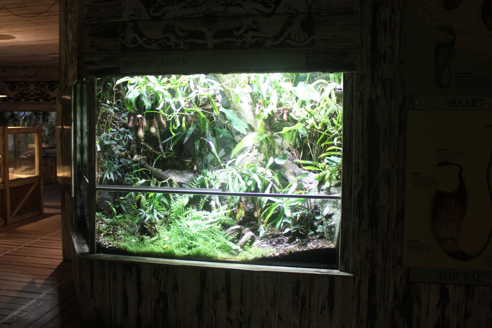 Asia House -Pitcher plant "enclosure"