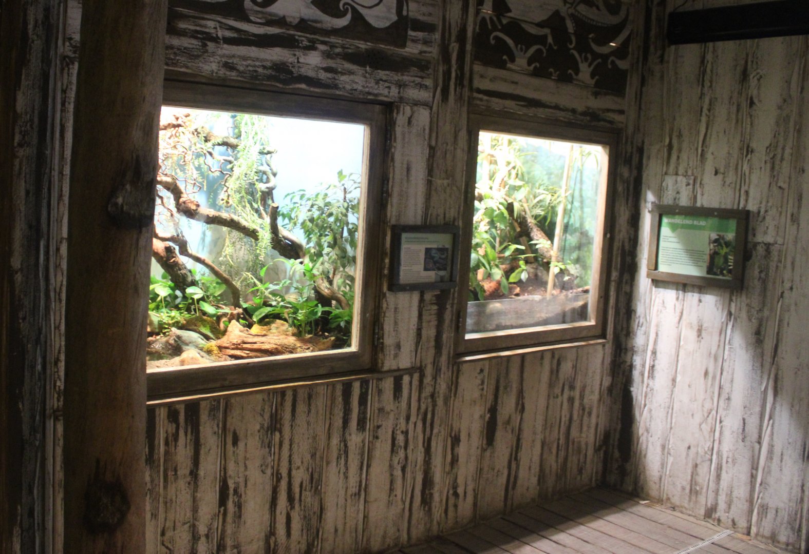 Asia House - Rat snake and Leaf insect enclosures