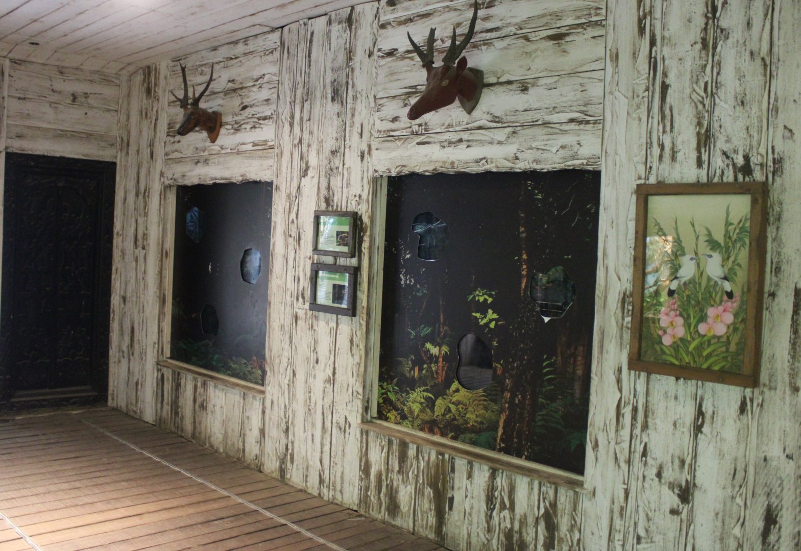 Asia House - Slender loris and Philippine mouse deer enclosure