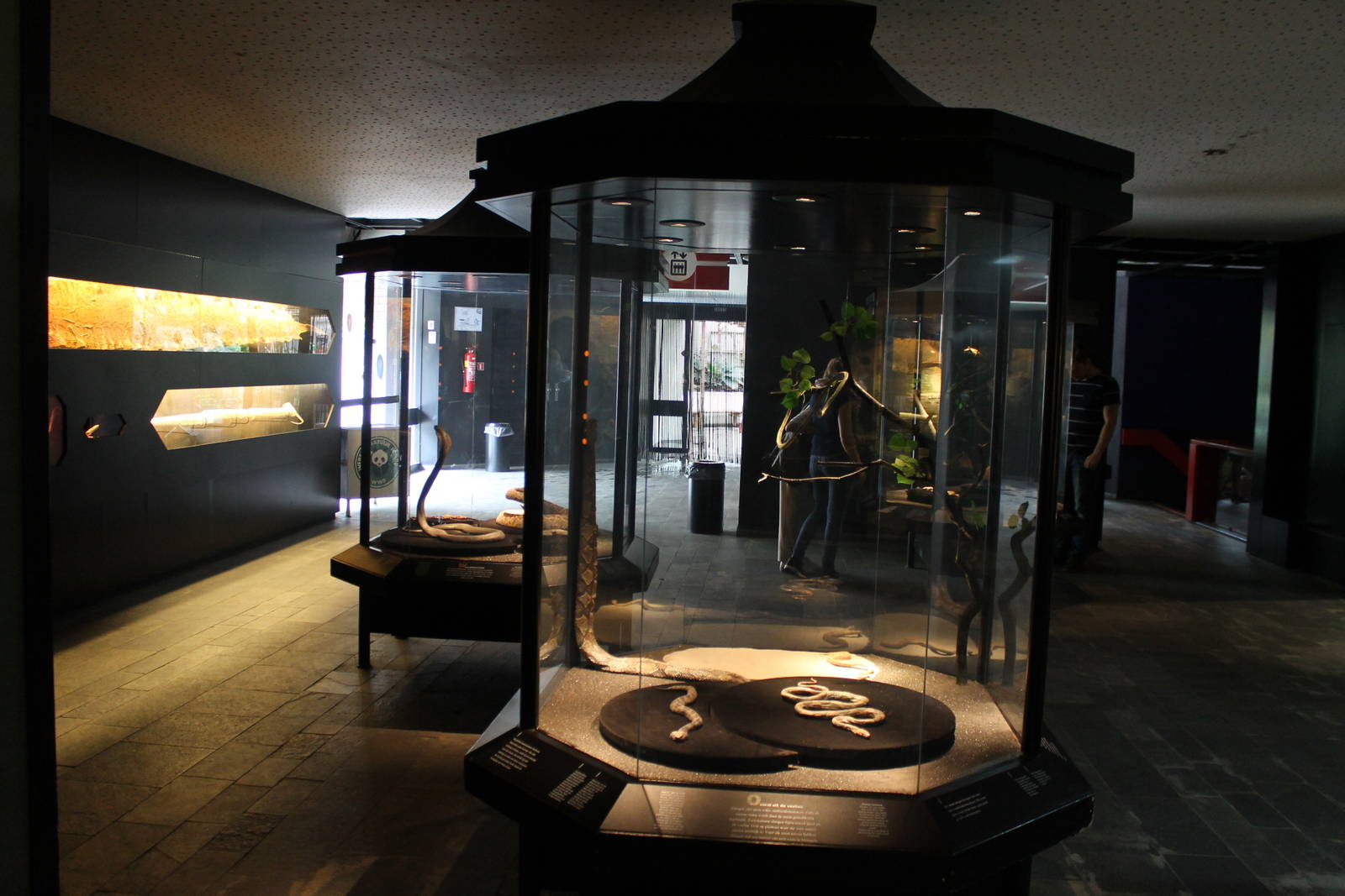 Asia House - Snake education