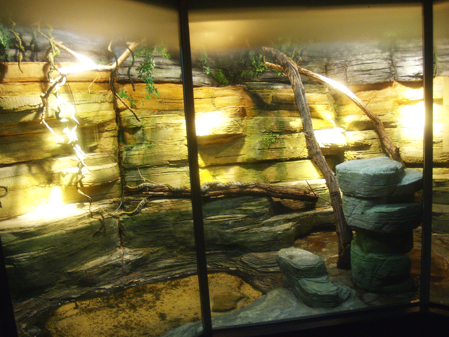 Asia House - Taiwan beauty snake terrarium, 2015-07-19