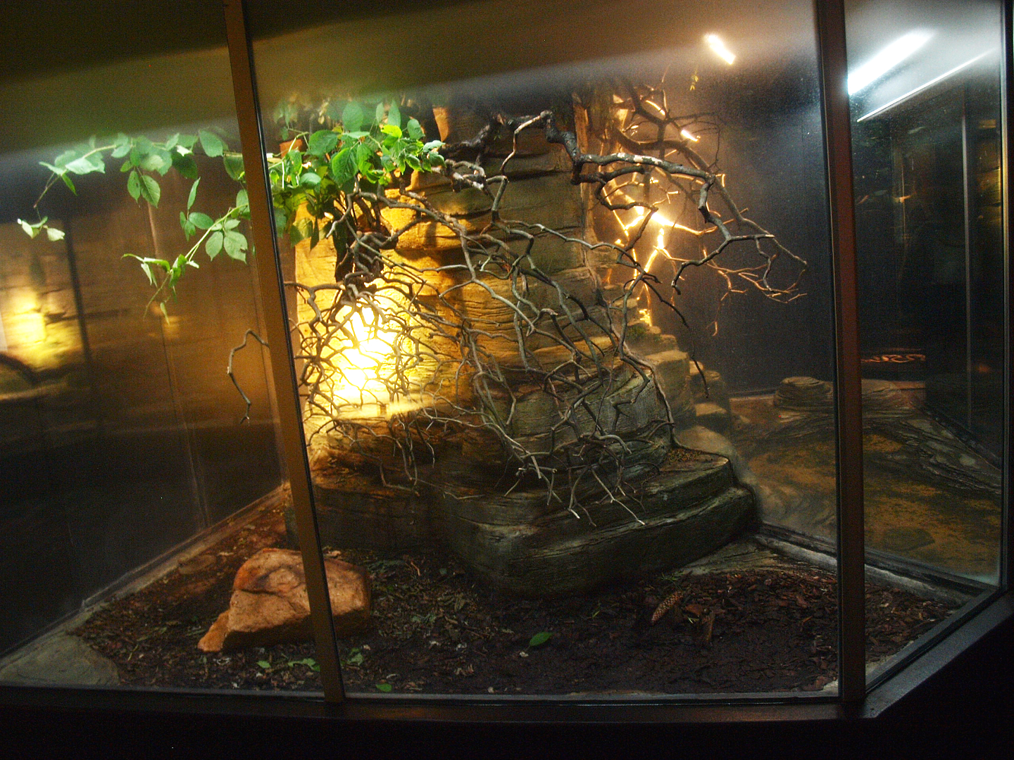 Asia House - Terrarium for large phasmids, 2015-07-19