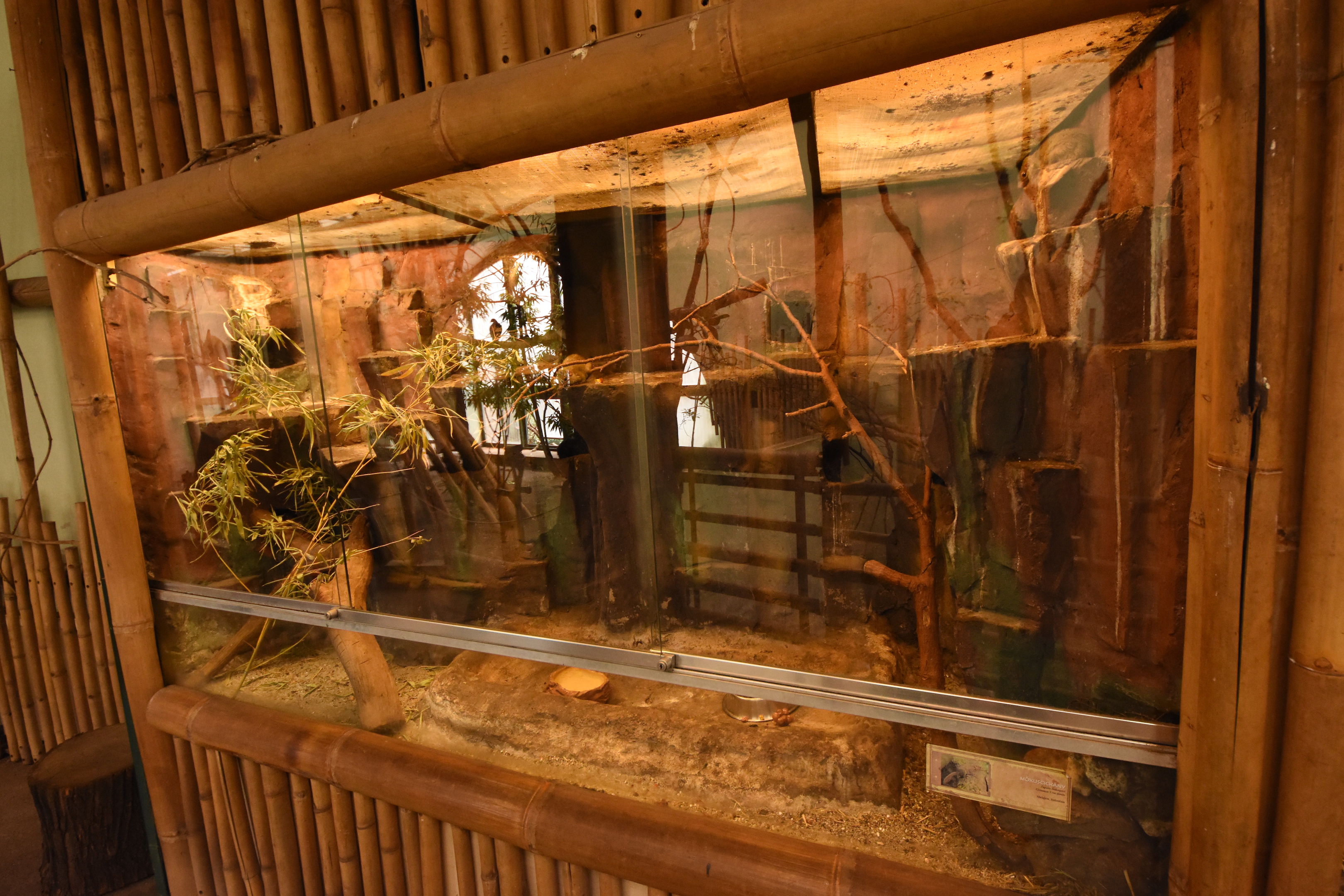 Asia house - Tree shrews