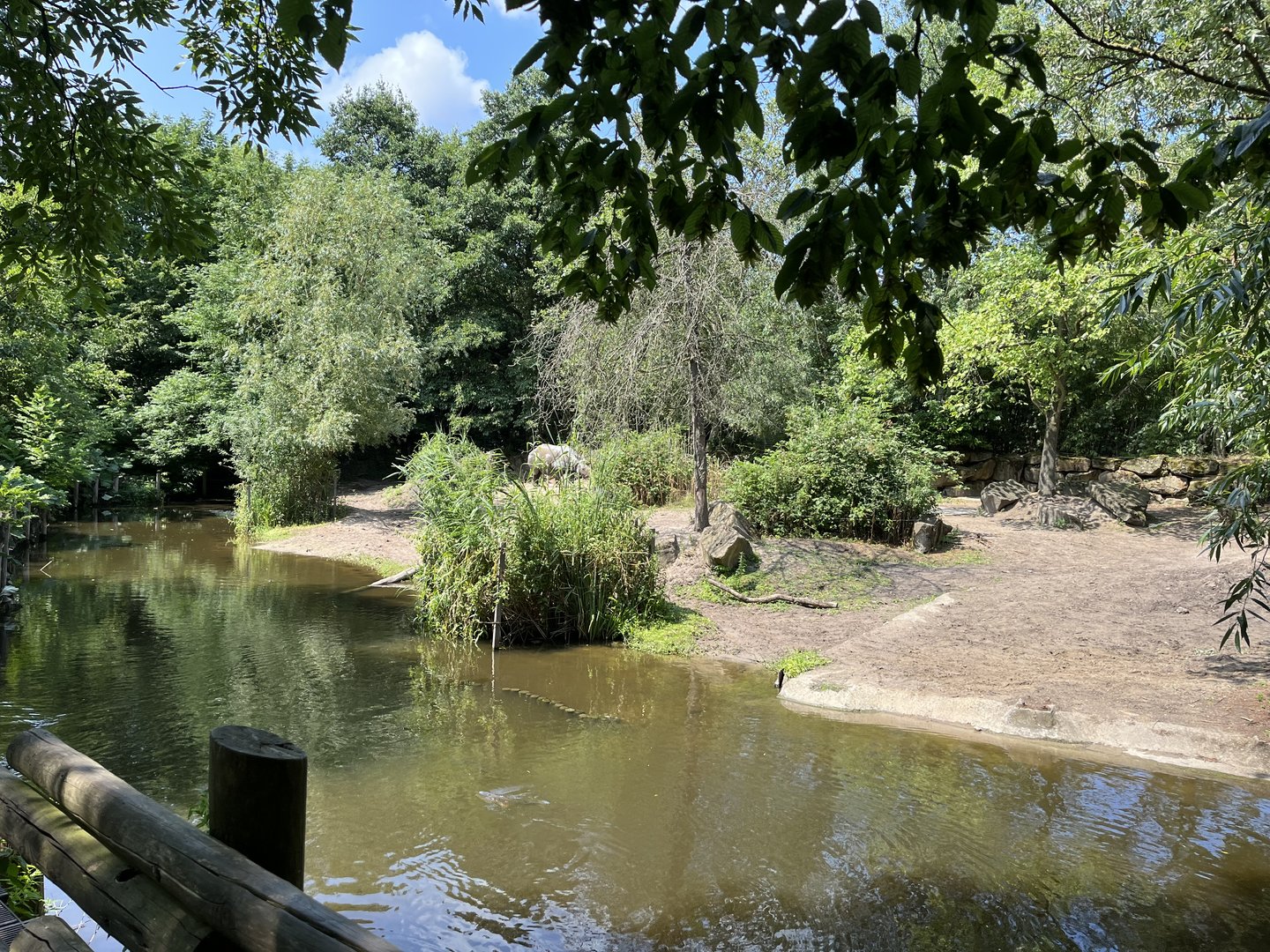 Asia- Indian rhino enclosure 13.7.23