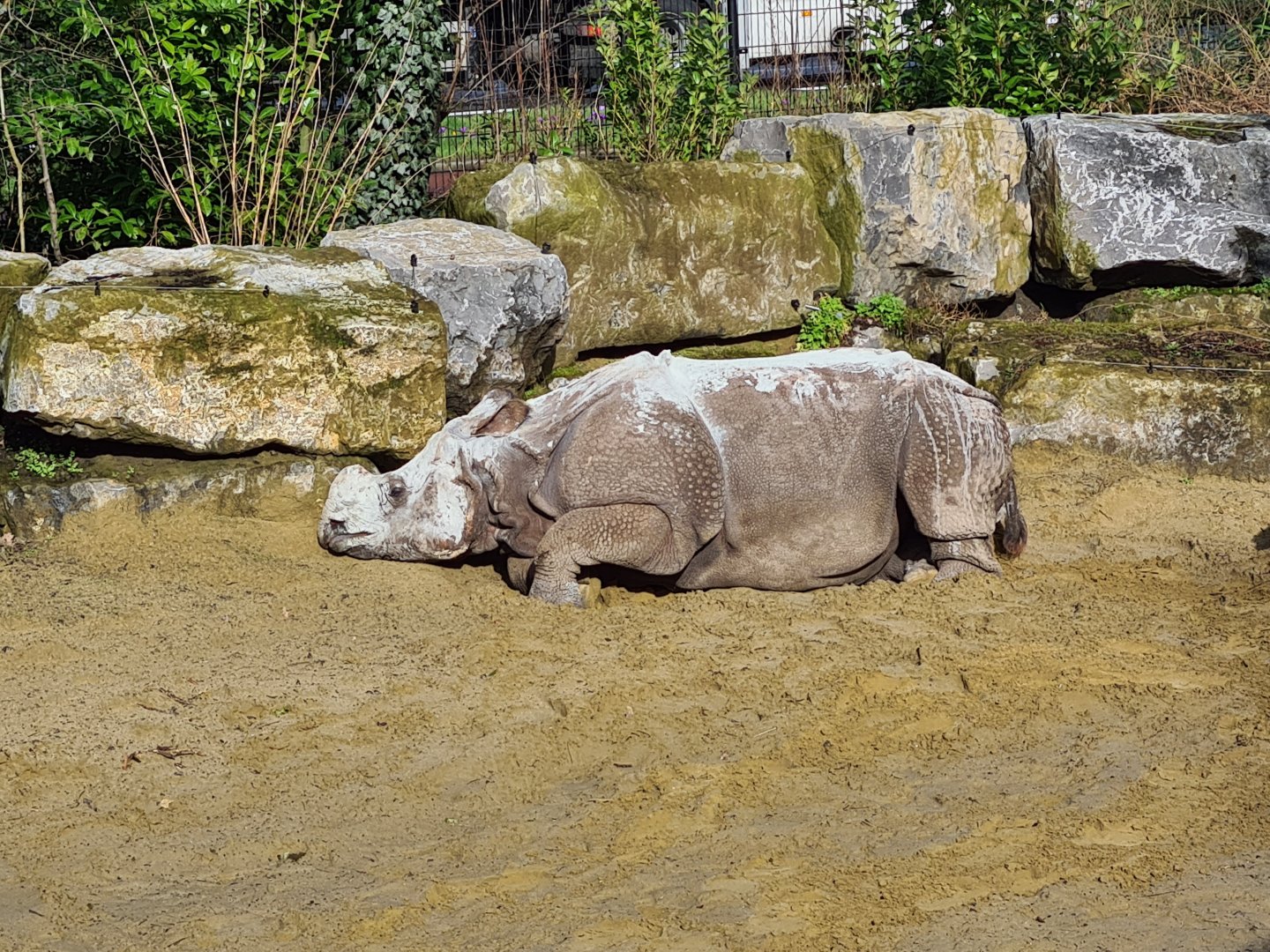 Asia - Indian Rhinoceros after a mud bath