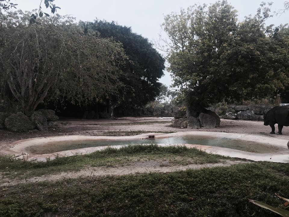 Asia- Indian Rhinoceros