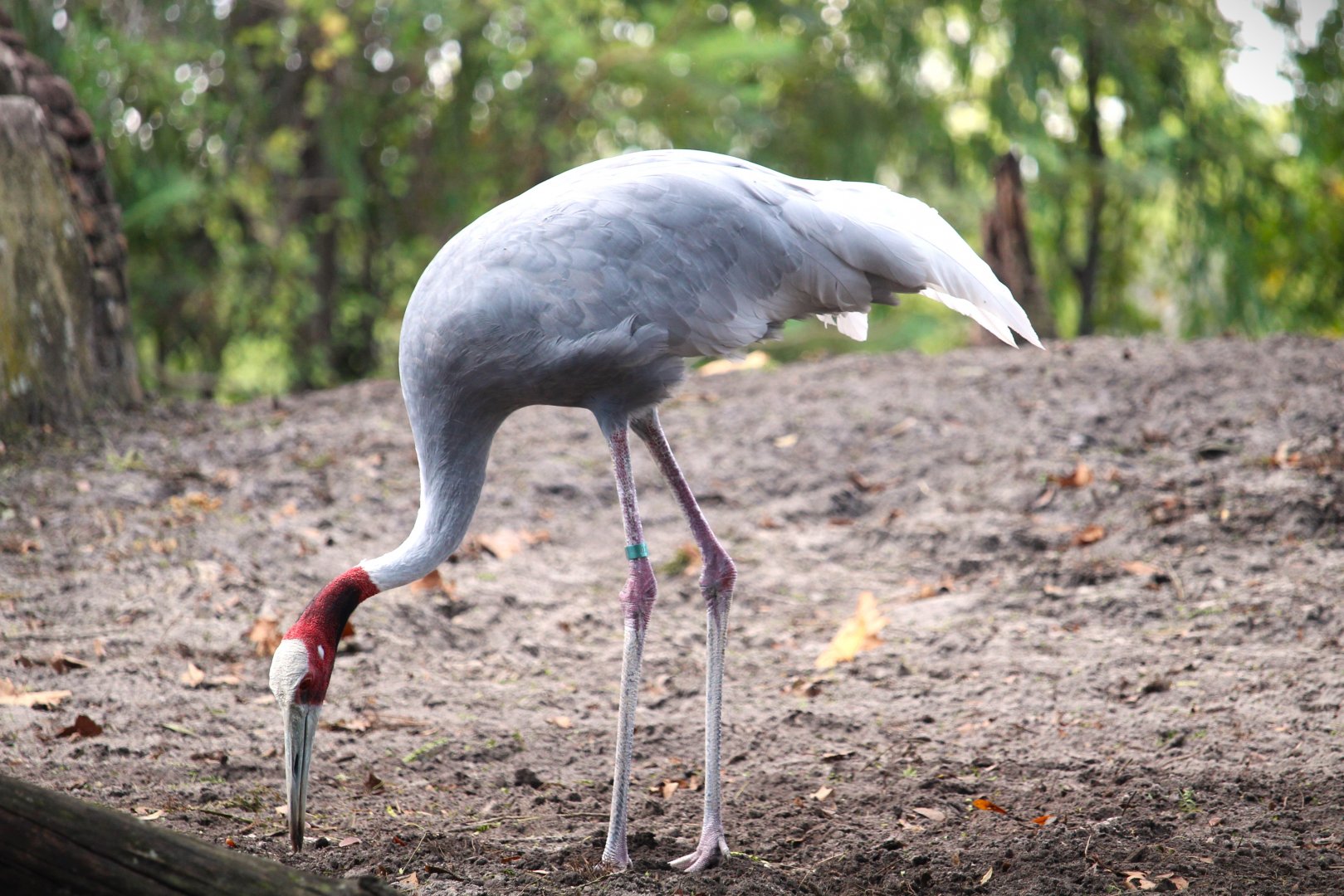 Asia - Indian Sarus Crane