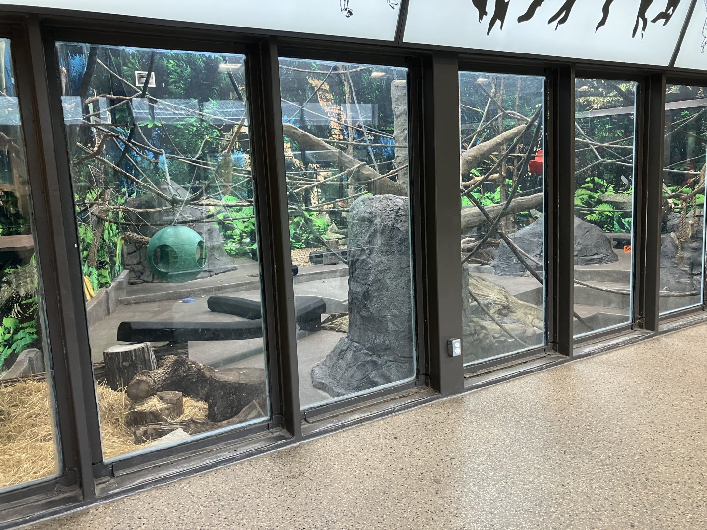Asia - Indoor Lar Gibbon Exhibit
