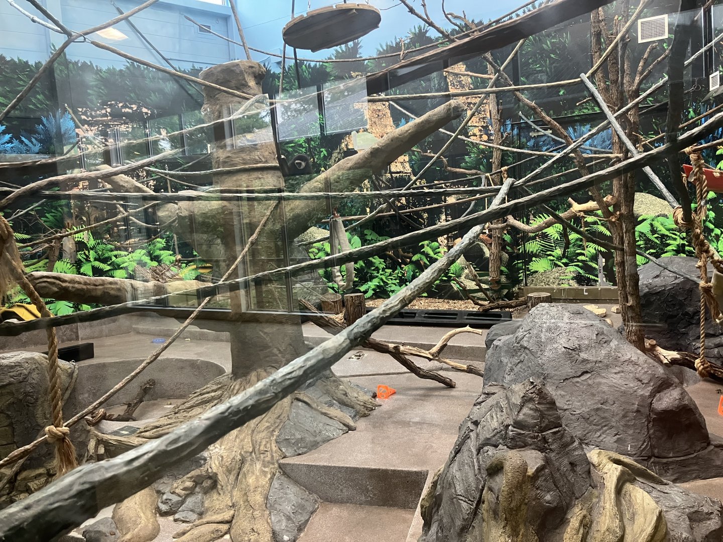Asia - Indoor Lar Gibbon Exhibit