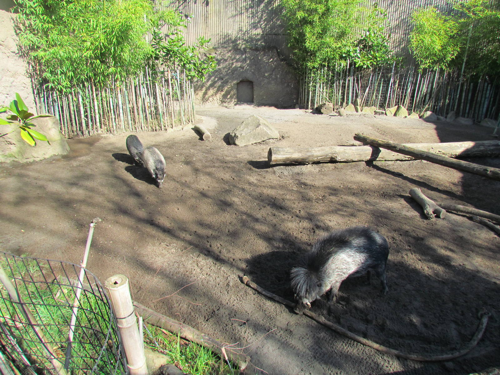 Asia - Island Pigs of Asia