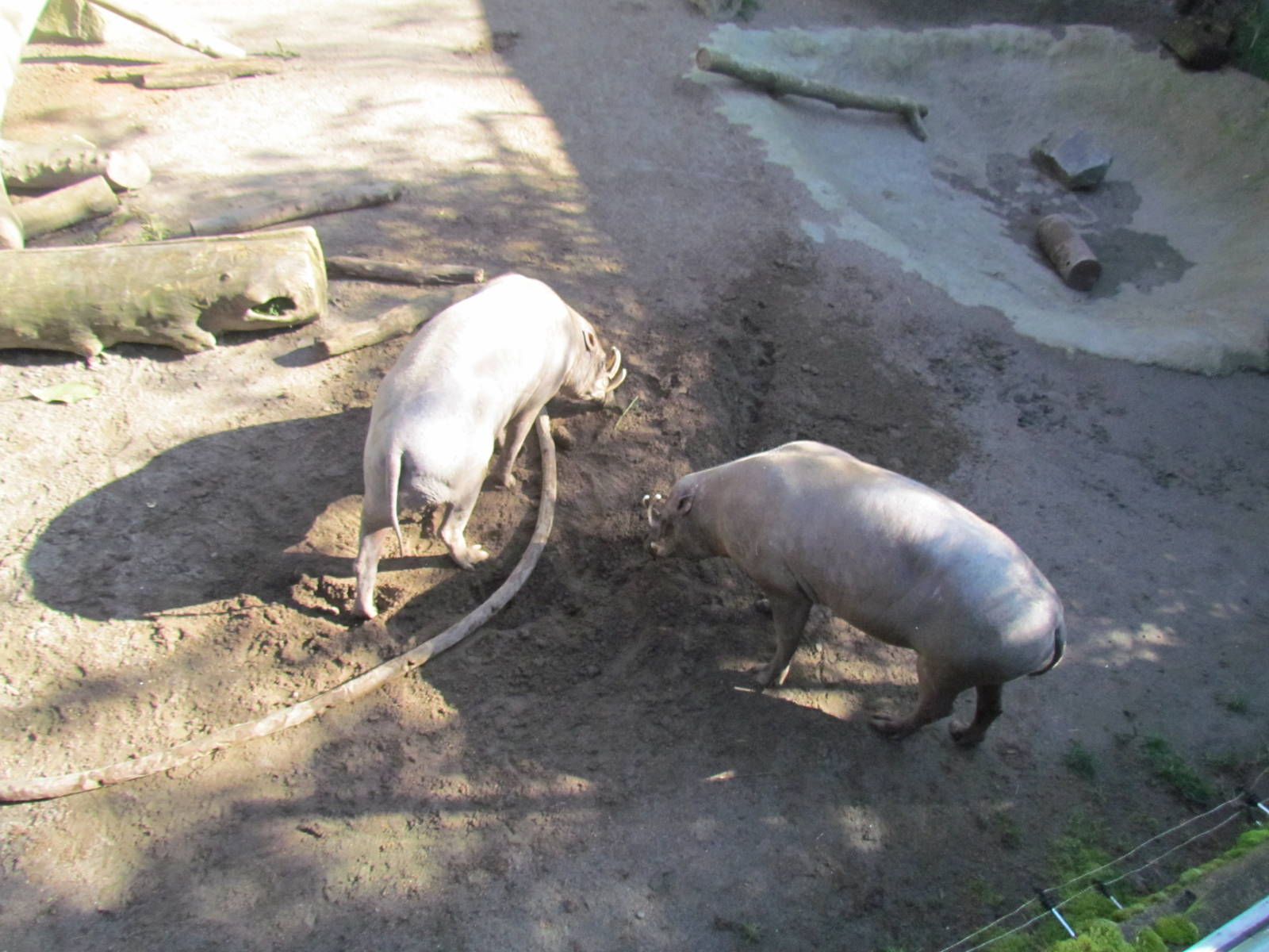 Asia - Island Pigs of Asia