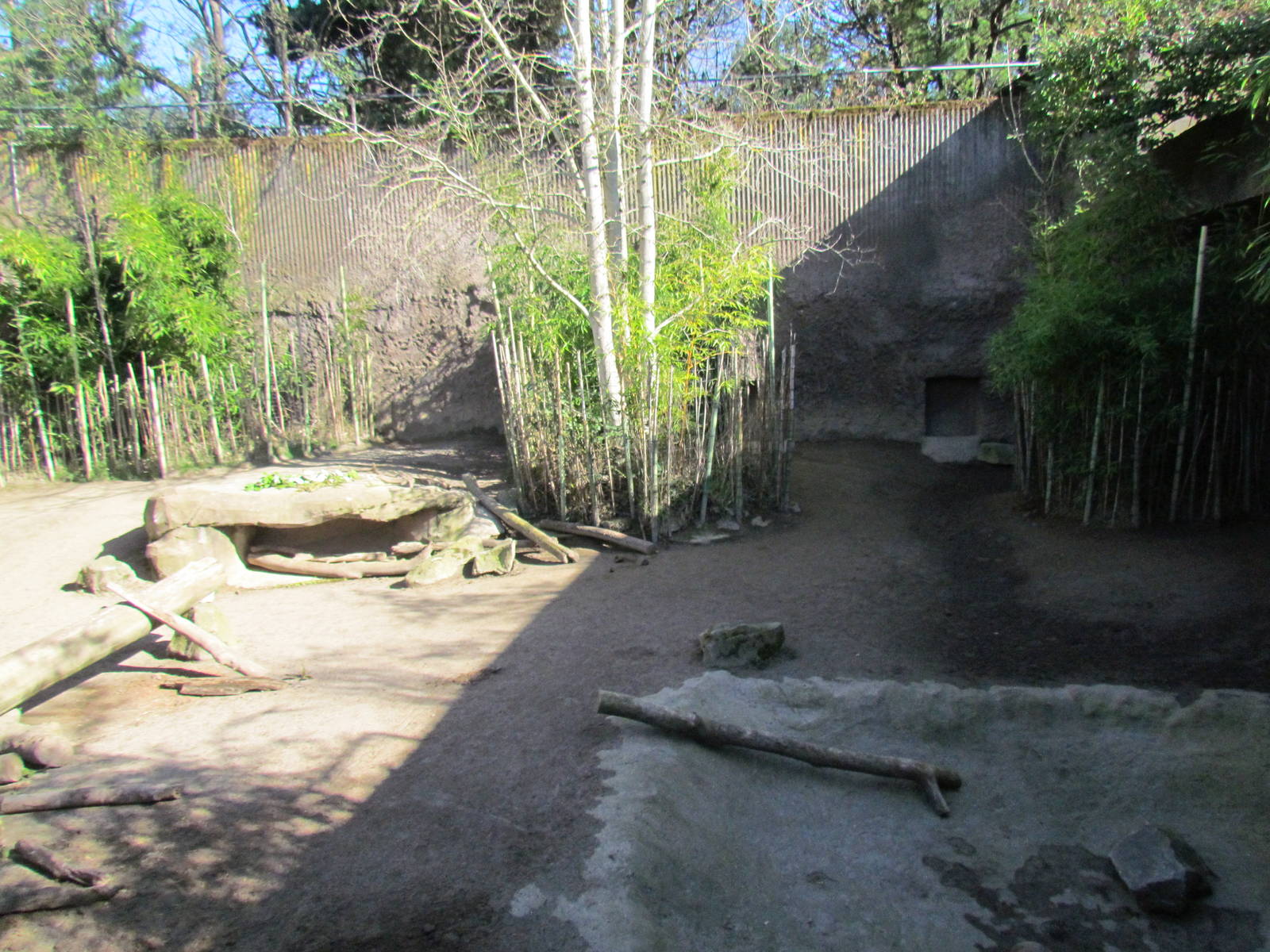 Asia - Island Pigs of Asia