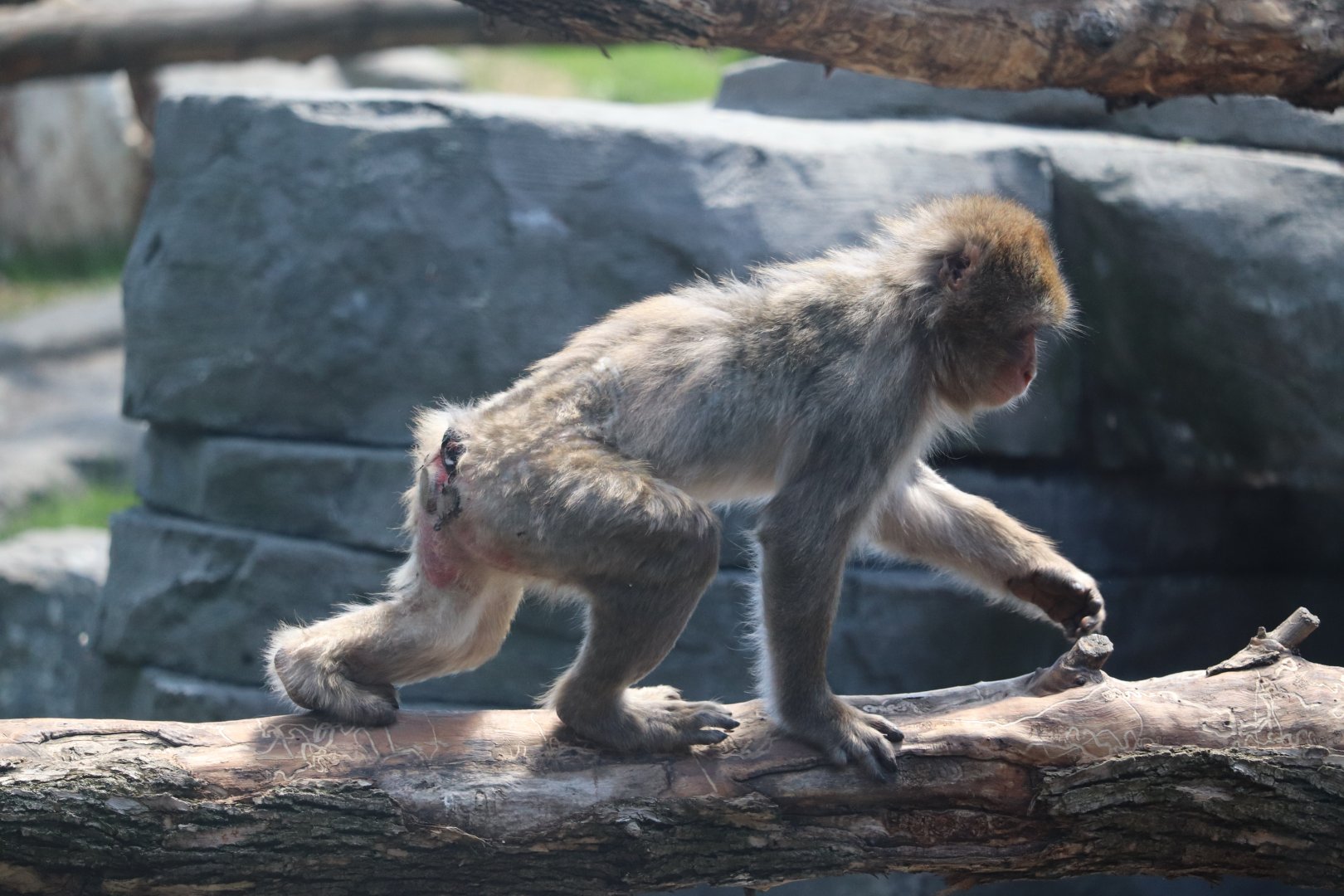 Asia - Japanese Macaque
