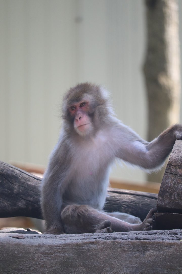 Asia - Japanese Macaque