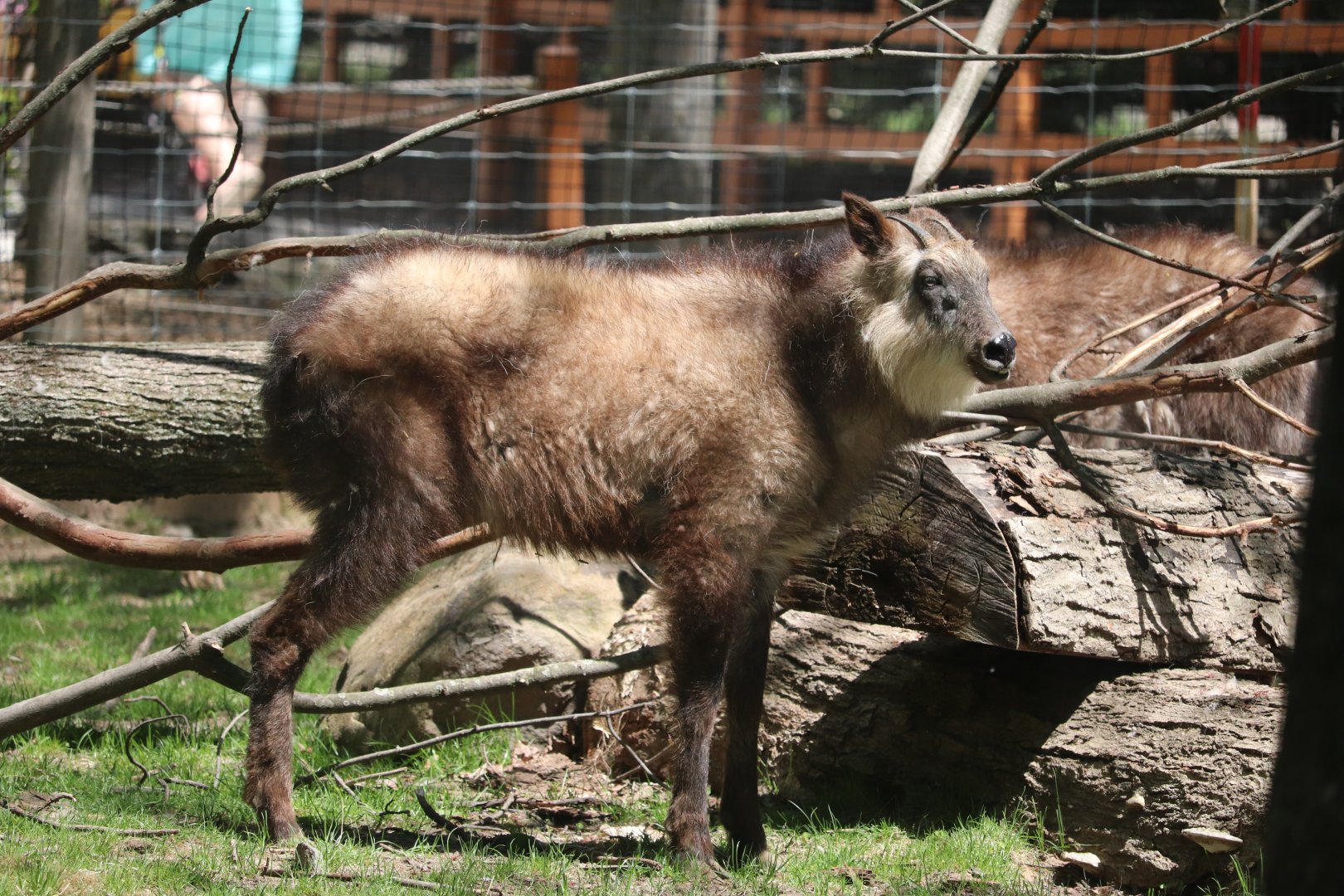 Asia - Japanese Serow