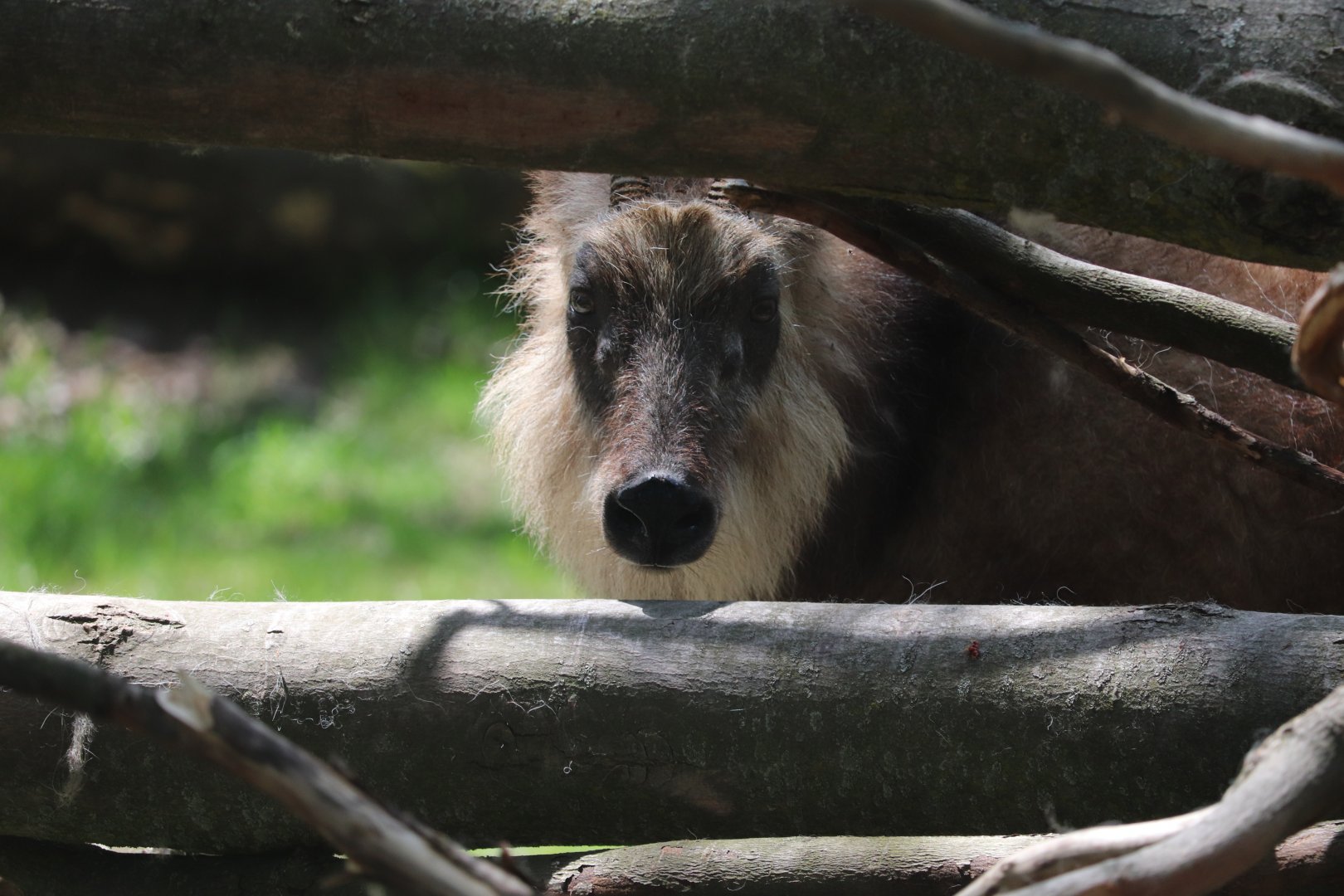 Asia - Japanese Serow