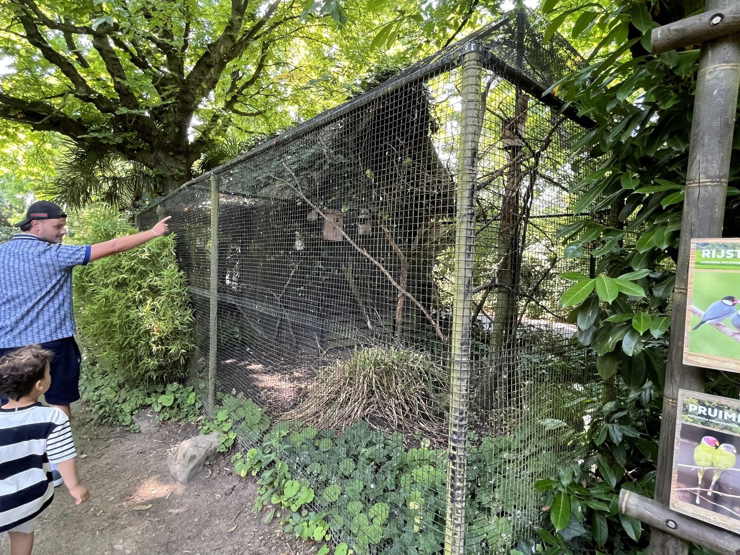 Asia- Java sparrow and Plum headed parrot aviary 13.7.23