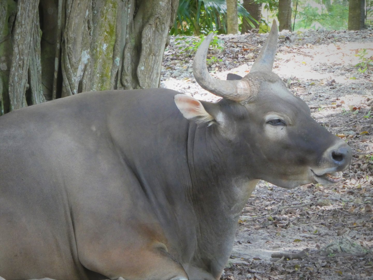 Asia - Javan Banteng
