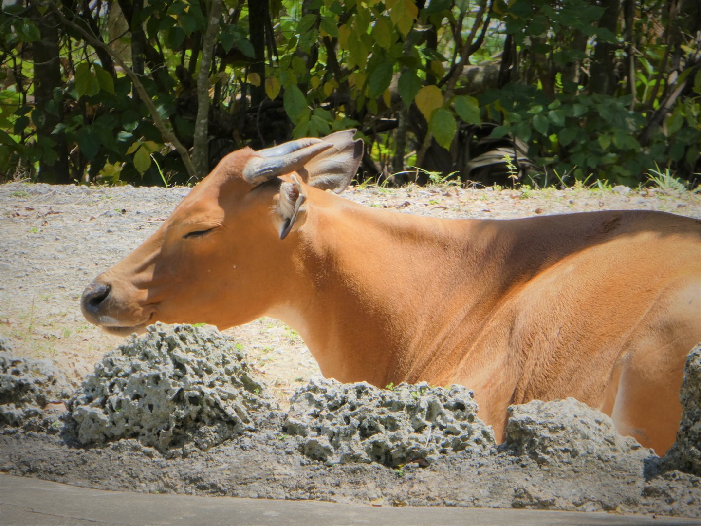 Asia - Javan Banteng
