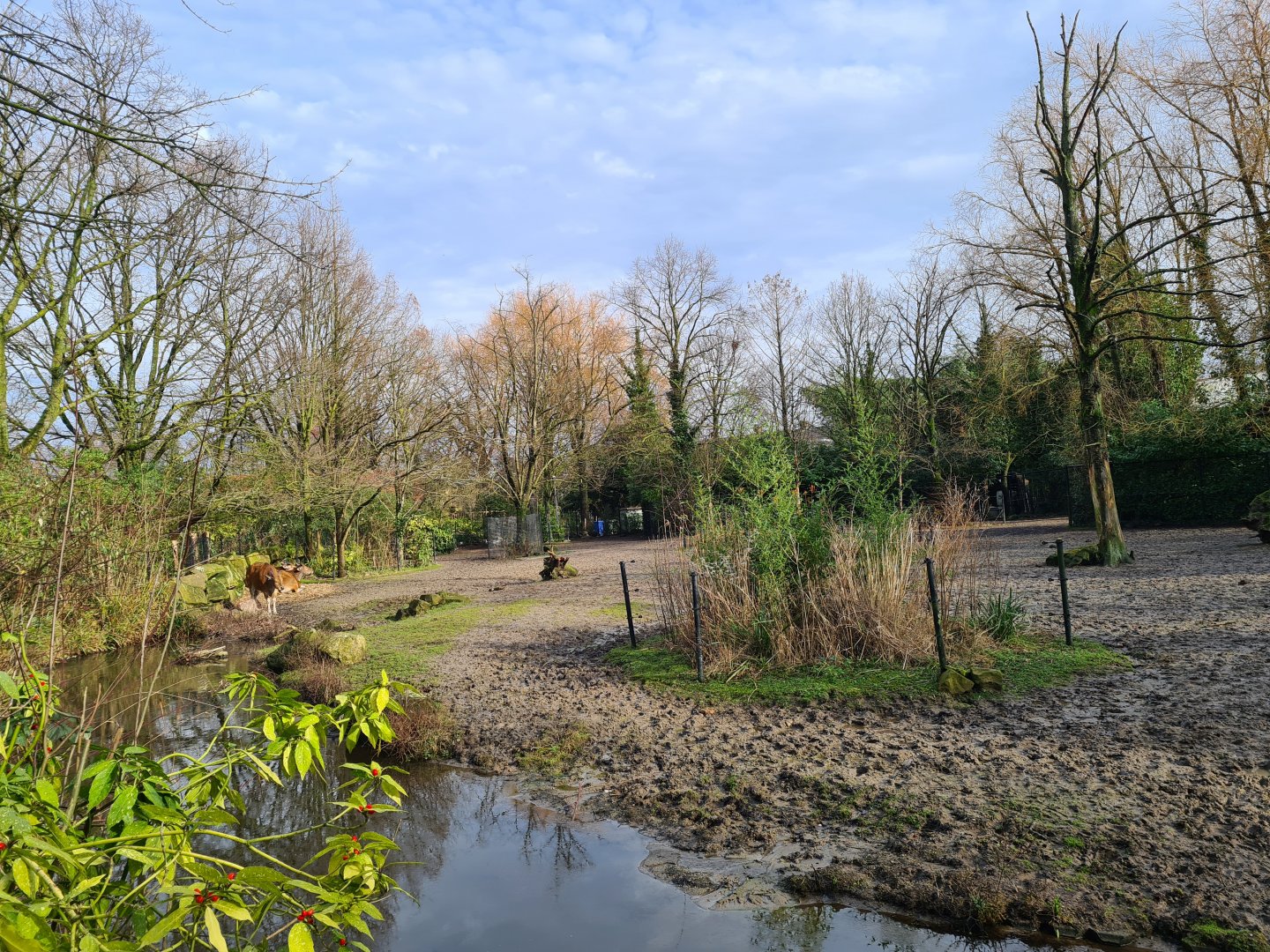 Asia - Javan banting and Blackbuck yard