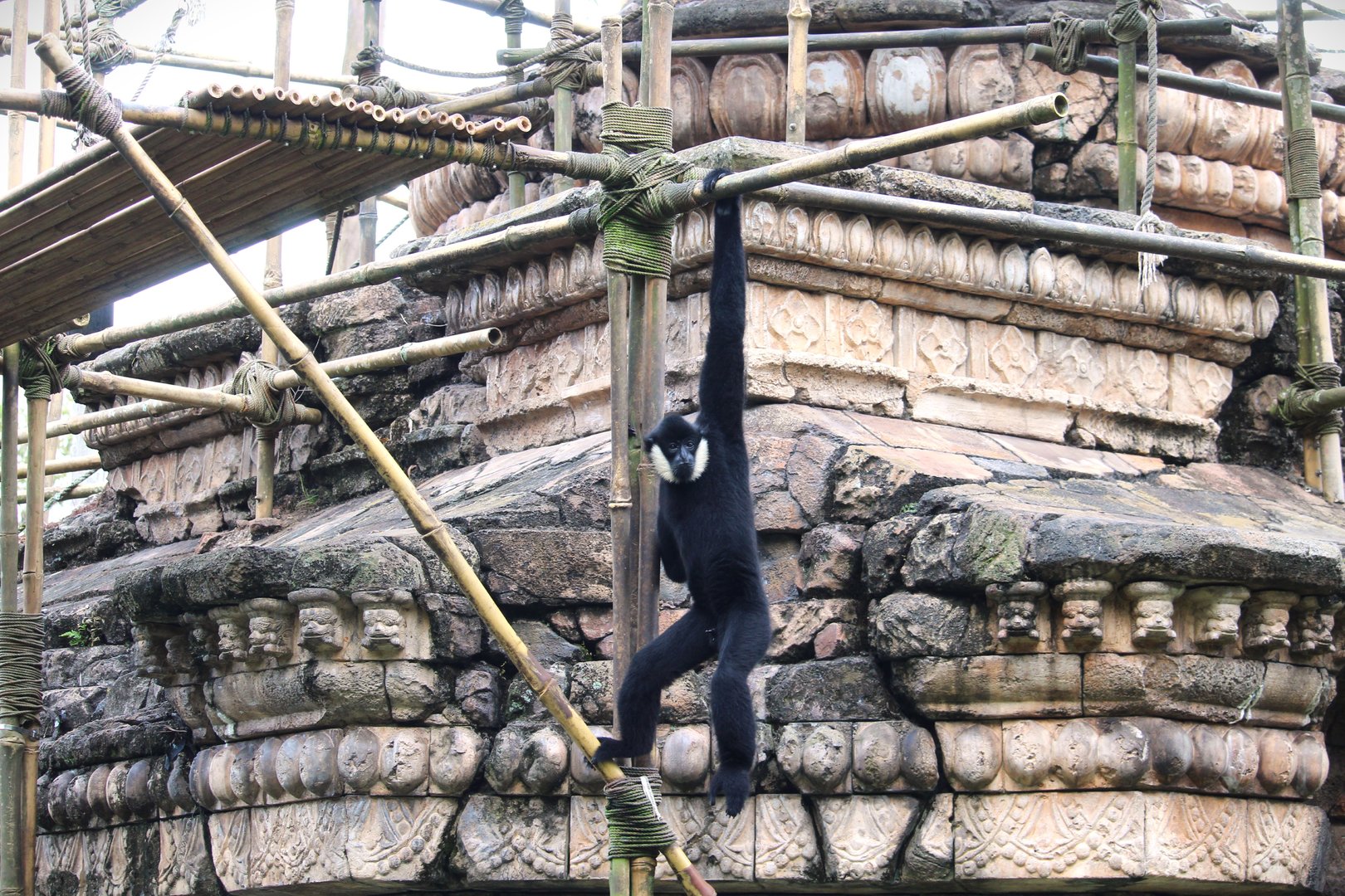 Asia - Kali River - Northern White-cheeked Gibbon