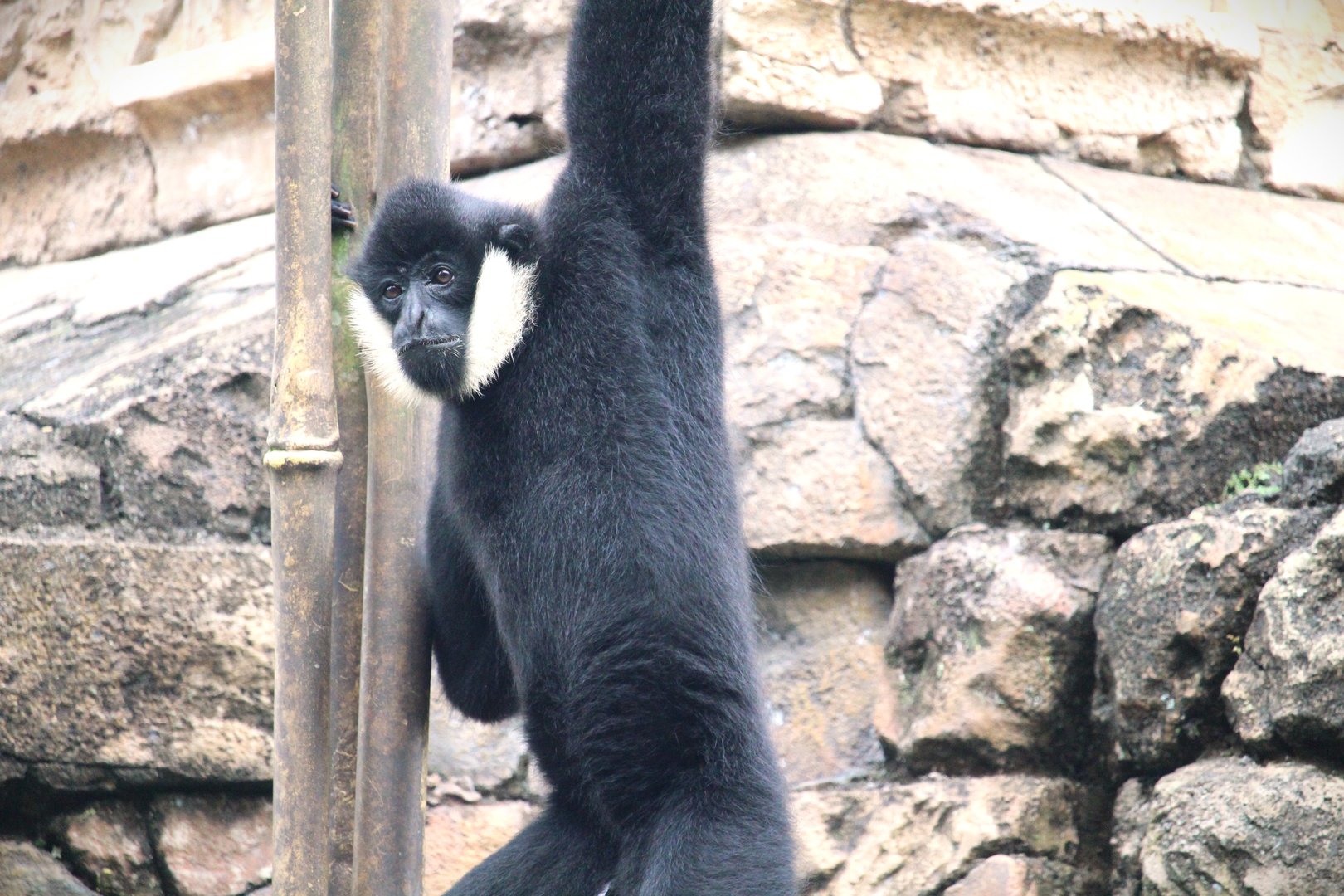 Asia - Kali River - Northern White-cheeked Gibbon