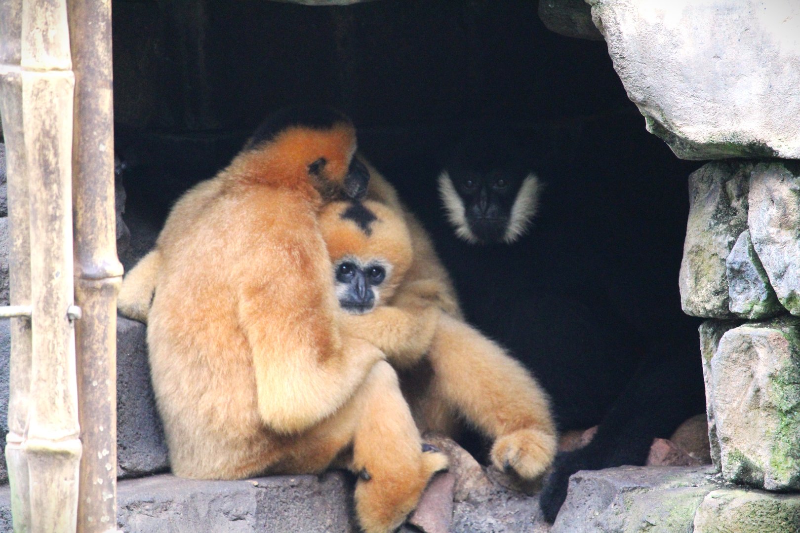 Asia - Kali River - Northern White-cheeked Gibbons