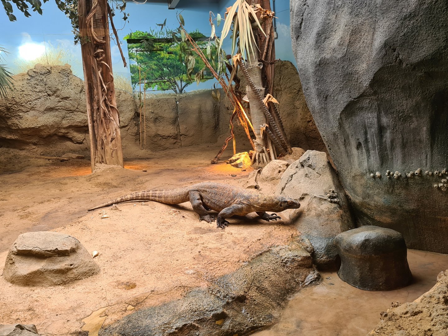 Asia - Komodo dragon in Rumah Asia