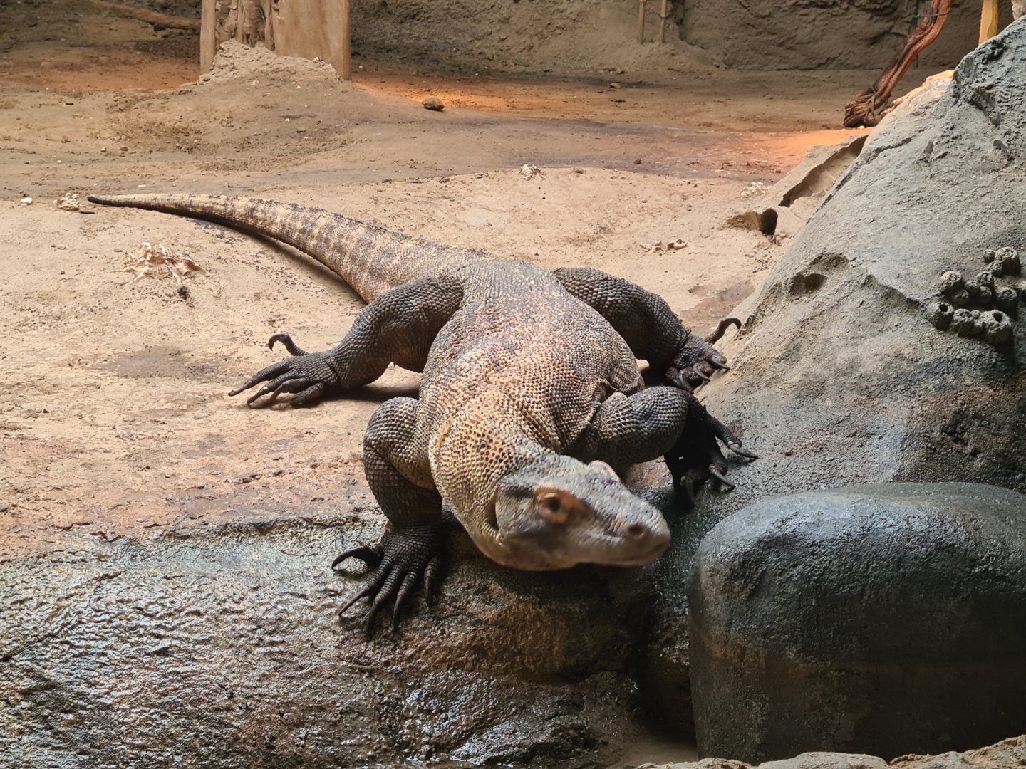 Asia - Komodo dragon in Rumah Asia