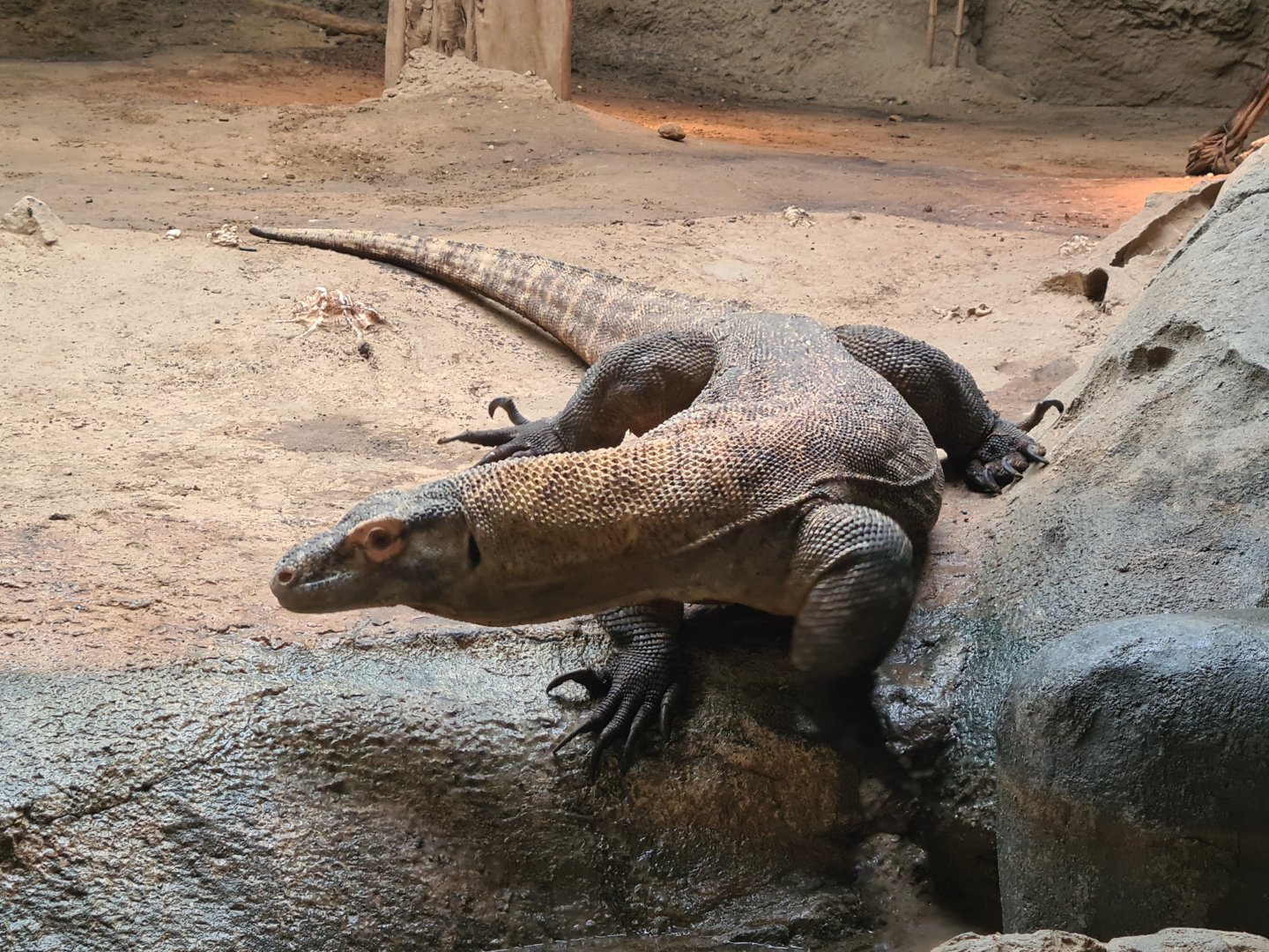 Asia - Komodo dragon in Rumah Asia