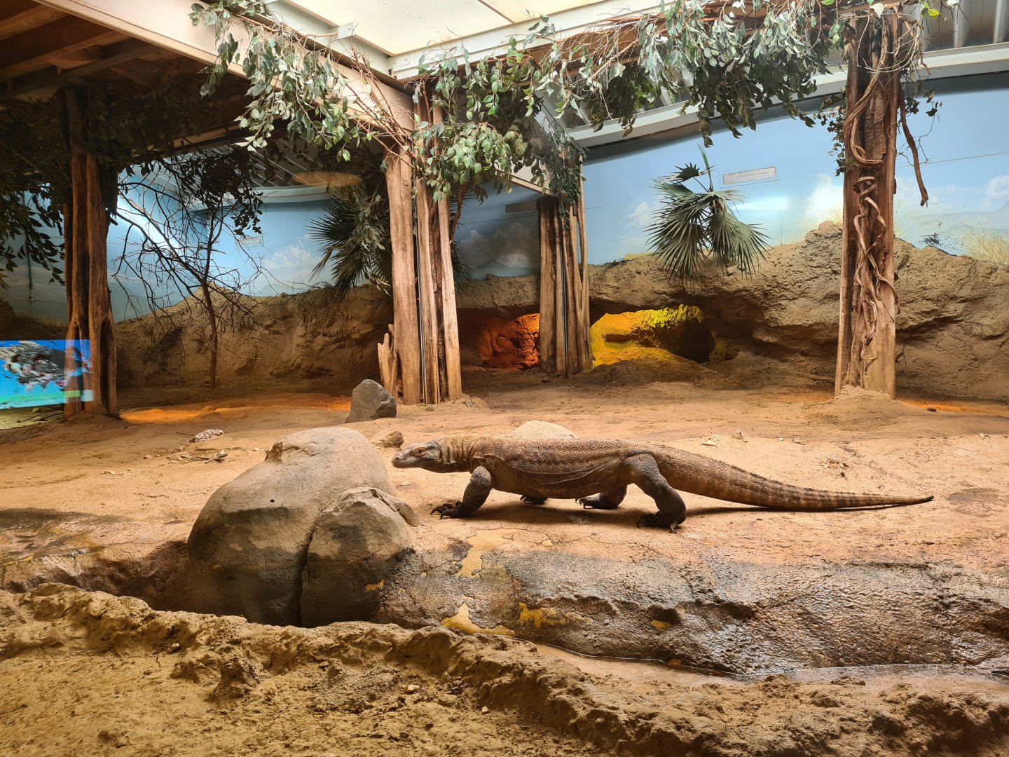 Asia - Komodo dragon in Rumah Asia