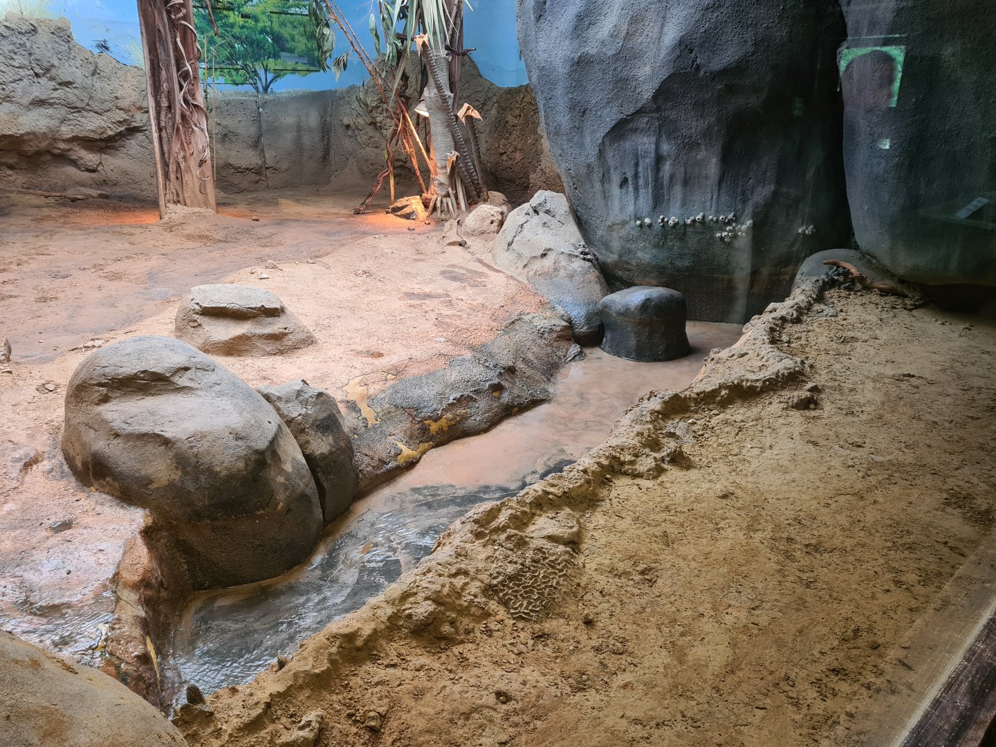 Asia - Komodo dragon pool