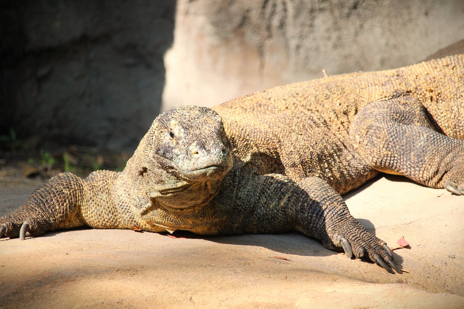 Asia - Komodo Dragon